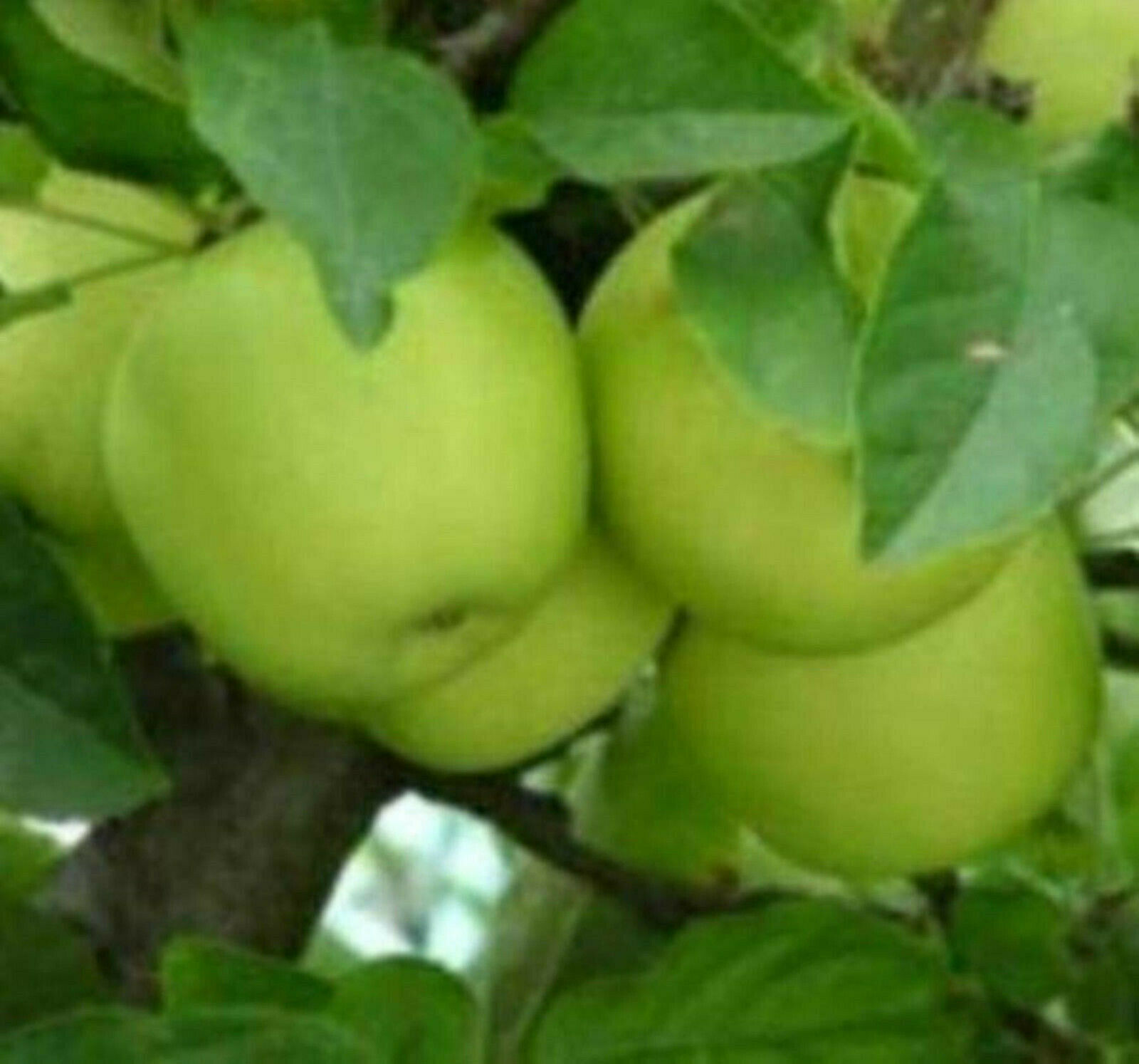 Granny Smith Apple Trees -5 Seeds- Harvest Green & Crisp Apples